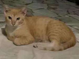 Gato raça SRD-ViraLata idade 7 a 11 meses nome Christopher 