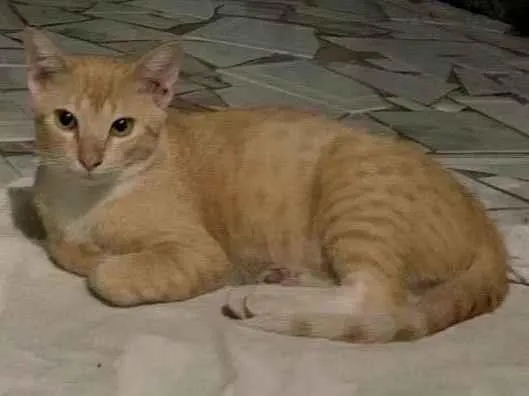 Gato ra a SRD-ViraLata idade 7 a 11 meses nome Christopher 