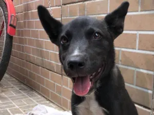 Cachorro raça SRD-ViraLata idade 2 a 6 meses nome Cachorrinho amigo