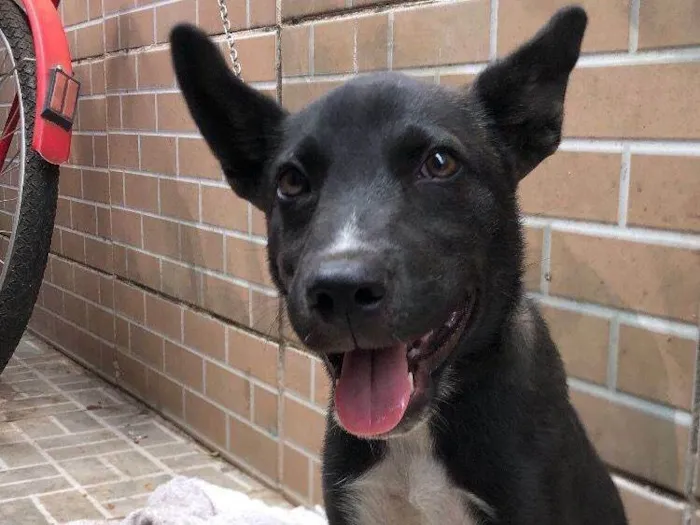 Cachorro ra a SRD-ViraLata idade 2 a 6 meses nome Cachorrinho amigo