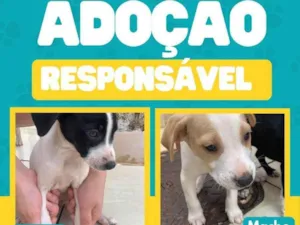 Cachorro raça SRD-ViraLata idade 2 a 6 meses nome Sem nome