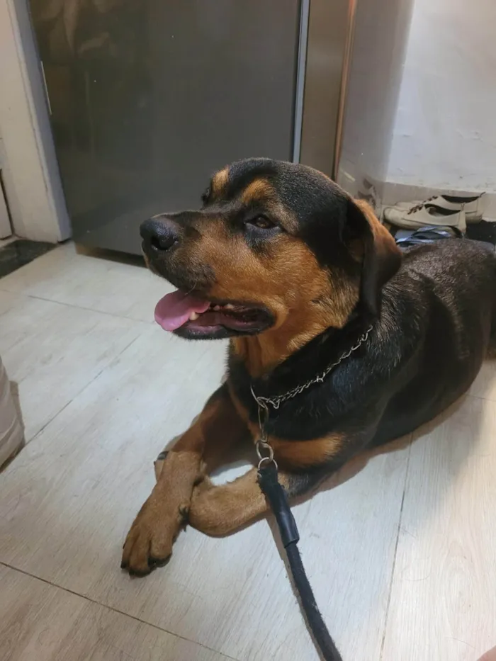 Cachorro ra a Rottweiler idade 7 a 11 meses nome Não sei