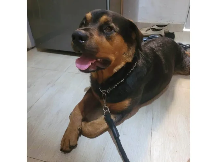 Cachorro ra a Rottweiler idade 7 a 11 meses nome Não sei