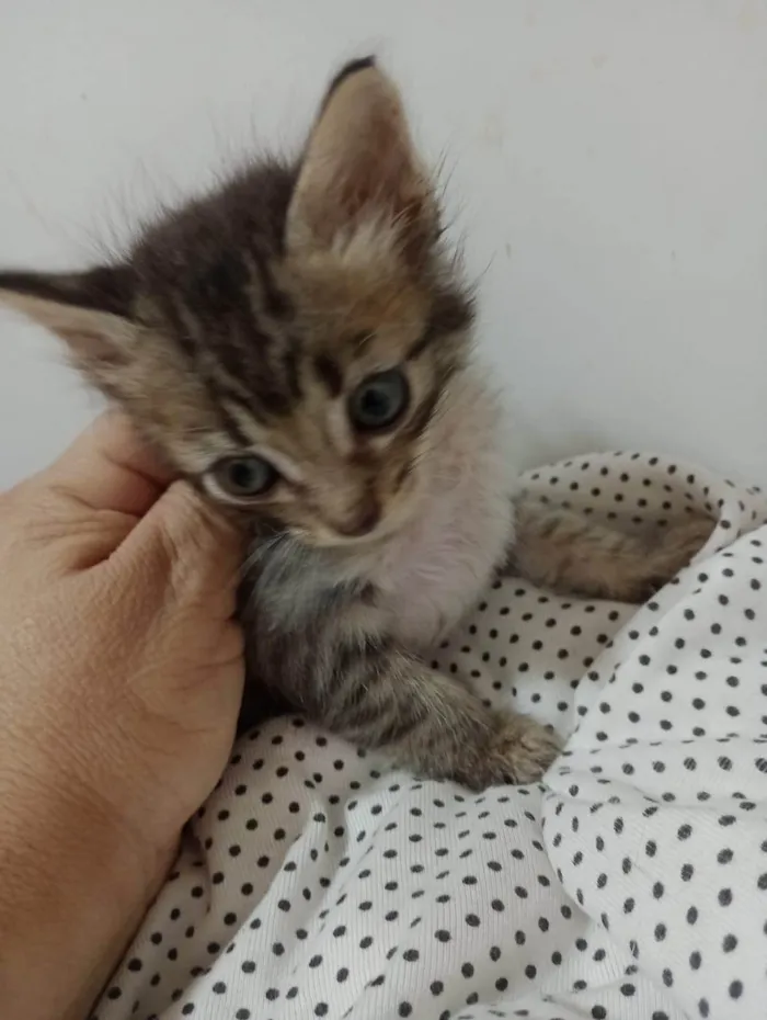 Gato ra a SRD-ViraLata idade Abaixo de 2 meses nome Tigrinho