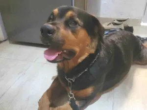 Cachorro raça Rottweiler idade 7 a 11 meses nome Não sei