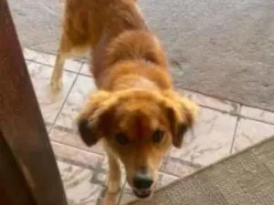 Cachorro raça SRD-ViraLata idade 3 anos nome Theo 