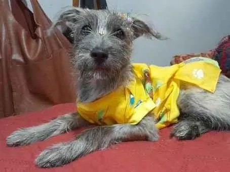 Cachorro ra a SRD-ViraLata idade 2 a 6 meses nome Polly