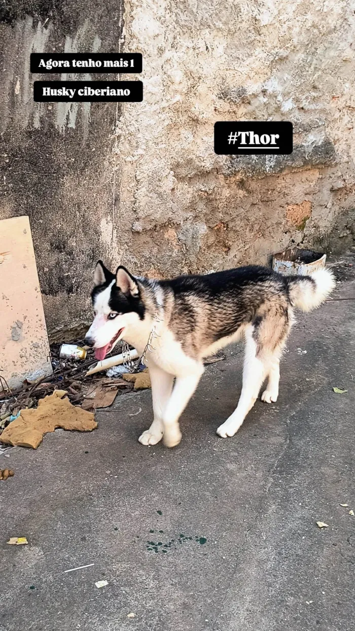 Cachorro ra a Husky Siberiano idade 1 ano nome Thor