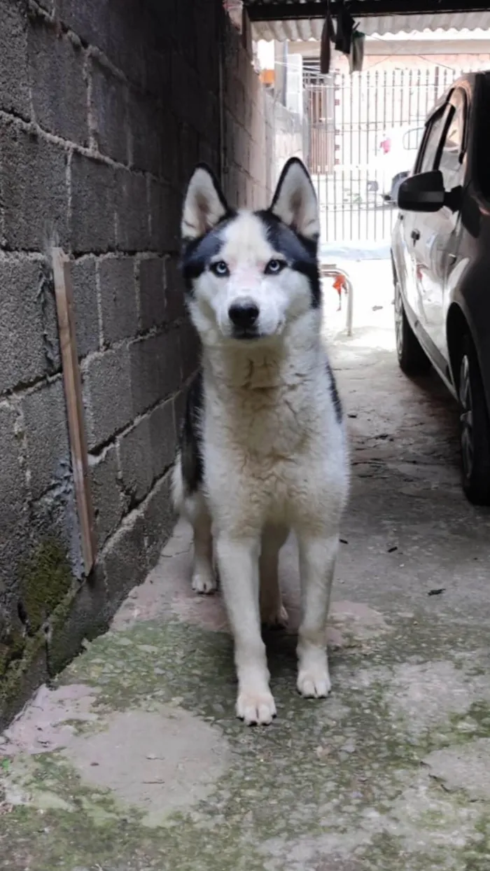 Cachorro ra a Husky Siberiano idade 1 ano nome Thor