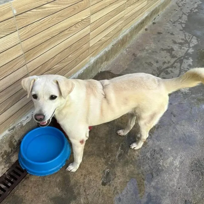 Cachorro ra a SRD-ViraLata idade 3 anos nome Luna