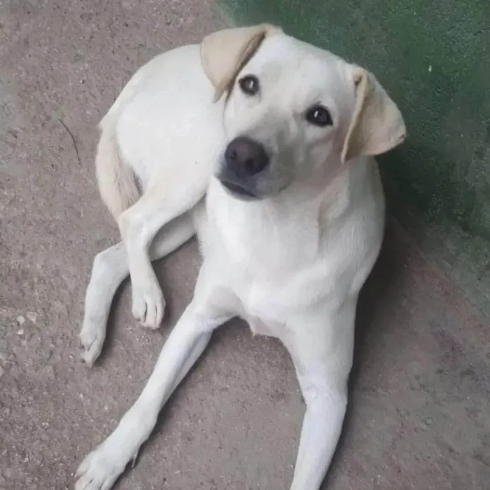 Cachorro ra a SRD-ViraLata idade 3 anos nome Luna