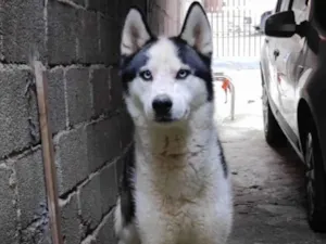 Cachorro raça Husky Siberiano idade 1 ano nome Thor