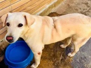 Cachorro raça SRD-ViraLata idade 3 anos nome Luna