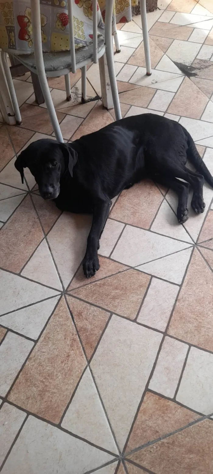 Cachorro ra a Labrador idade 2 anos nome Thor