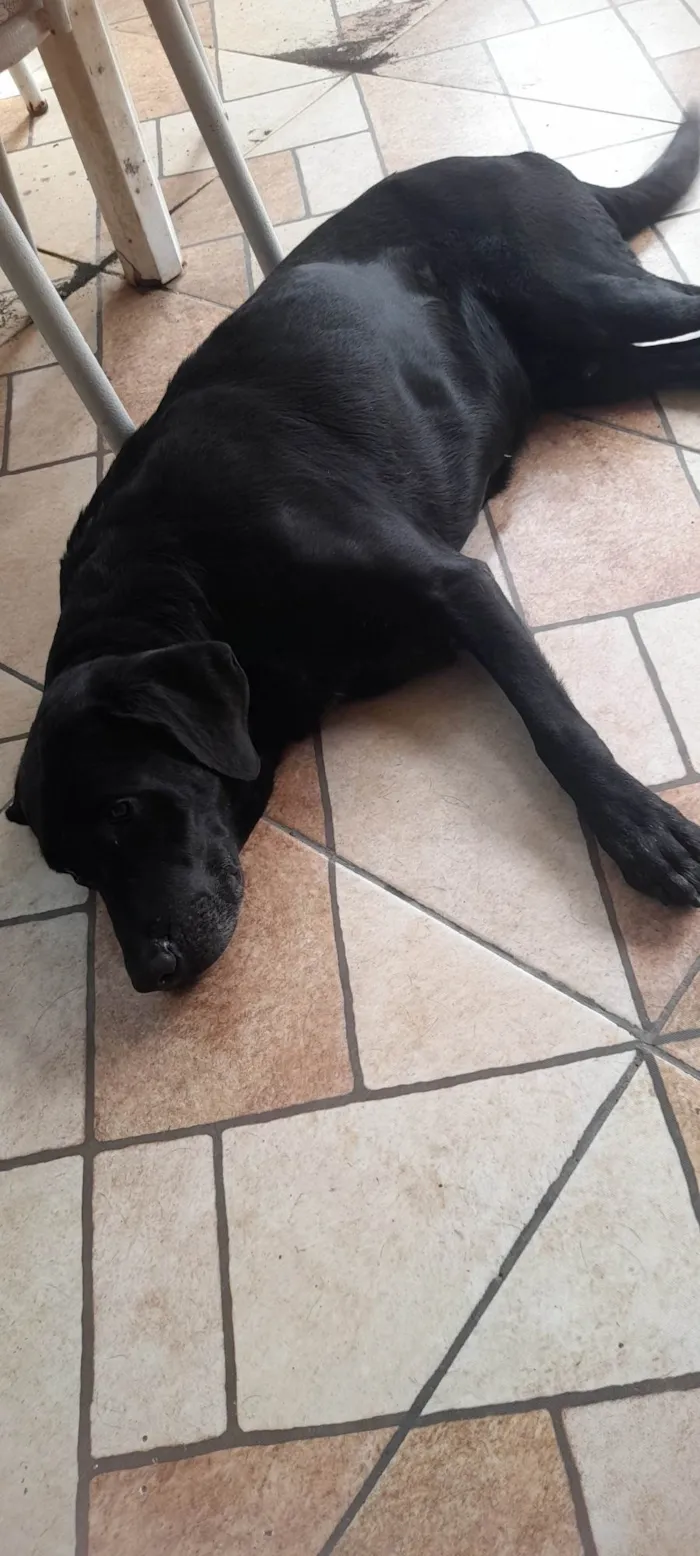 Cachorro ra a Labrador idade 2 anos nome Thor