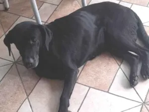 Cachorro raça Labrador idade 2 anos nome Thor