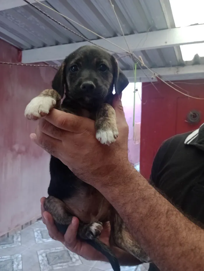 Cachorro ra a SRD-ViraLata idade 2 a 6 meses nome Coquinha