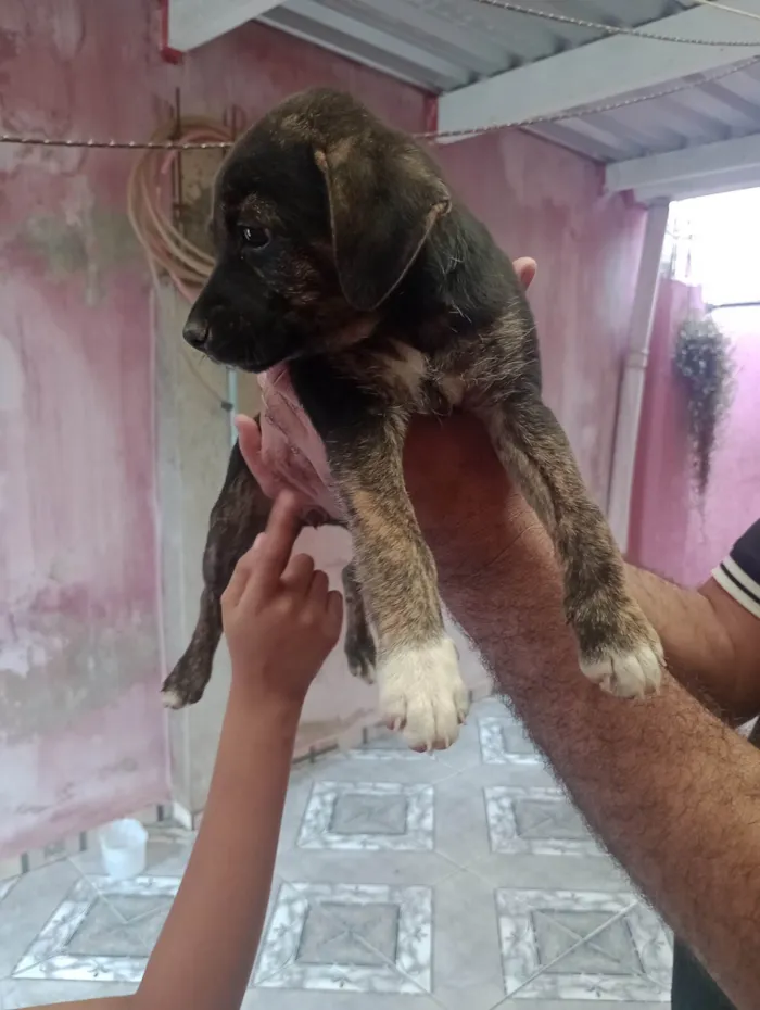 Cachorro ra a SRD-ViraLata idade 2 a 6 meses nome Coquinha