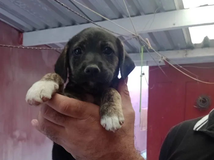 Cachorro ra a SRD-ViraLata idade 2 a 6 meses nome Coquinha