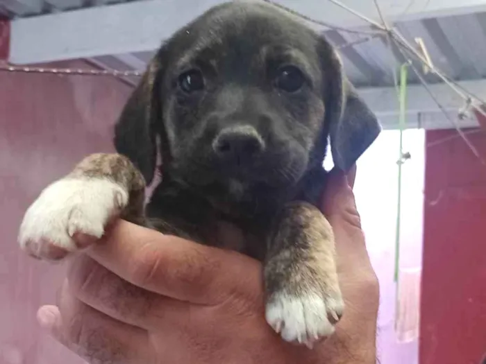 Cachorro ra a SRD-ViraLata idade 2 a 6 meses nome Coquinha