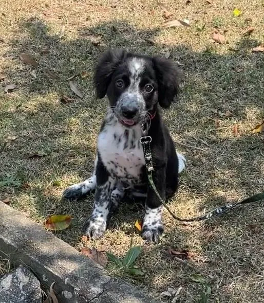 Cachorro ra a SRD-ViraLata idade 2 a 6 meses nome Habib