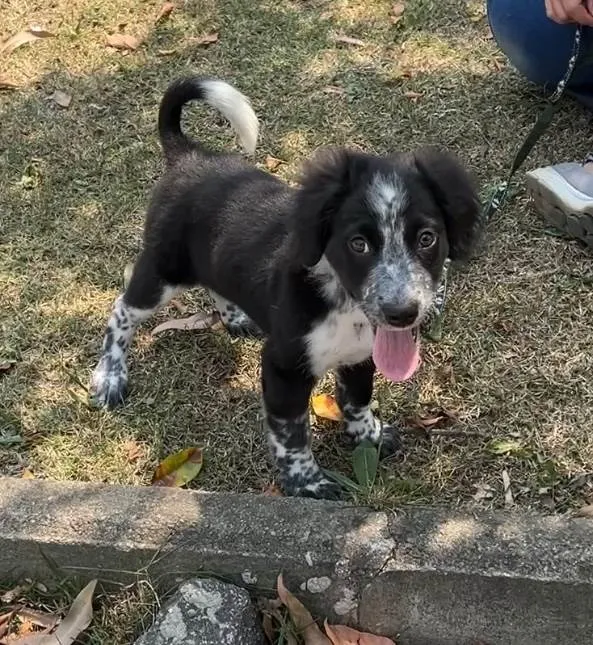 Cachorro ra a SRD-ViraLata idade 2 a 6 meses nome Habib