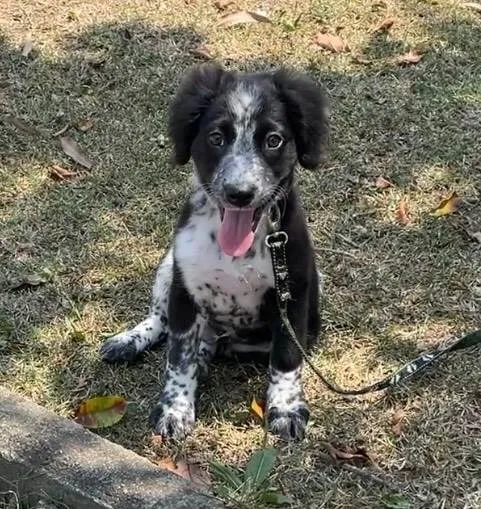 Cachorro ra a SRD-ViraLata idade 2 a 6 meses nome Habib