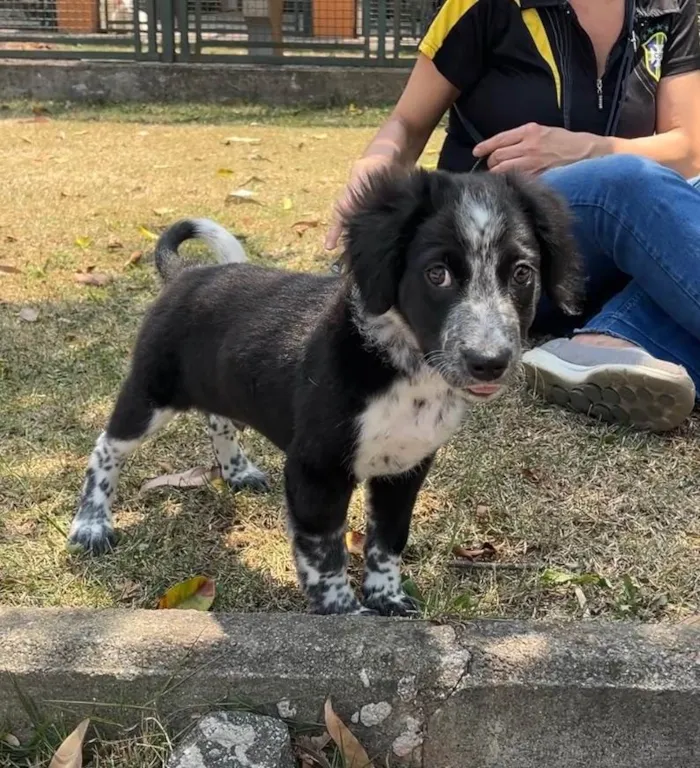 Cachorro ra a SRD-ViraLata idade 2 a 6 meses nome Habib