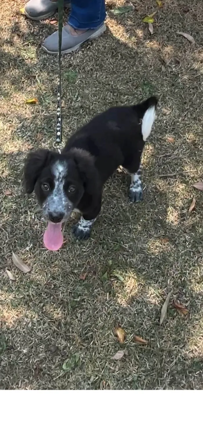 Cachorro ra a SRD-ViraLata idade 2 a 6 meses nome Habib