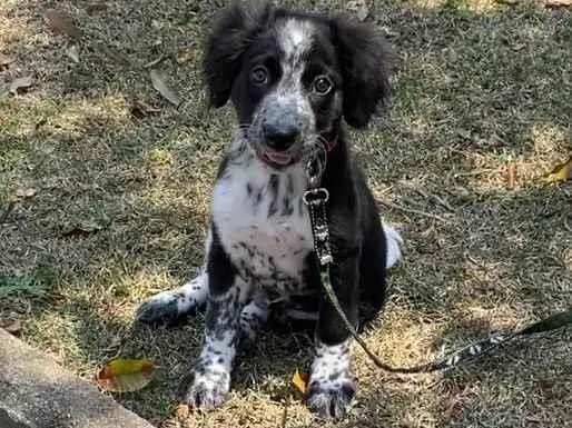 Cachorro ra a SRD-ViraLata idade 2 a 6 meses nome Habib