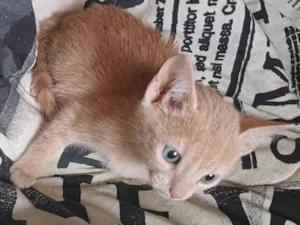 Gato raça SRD-ViraLata idade Abaixo de 2 meses nome Raríssimas fêmeas adocao