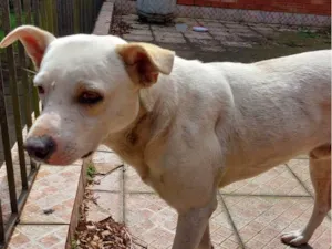 Cachorro raça SRD-ViraLata idade 5 anos nome sem nome