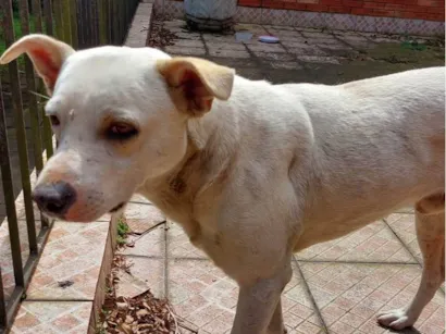 Cachorro raça SRD-ViraLata idade 5 anos nome sem nome