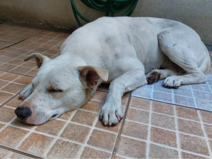 Cachorro ra a SRD-ViraLata idade 5 anos nome sem nome