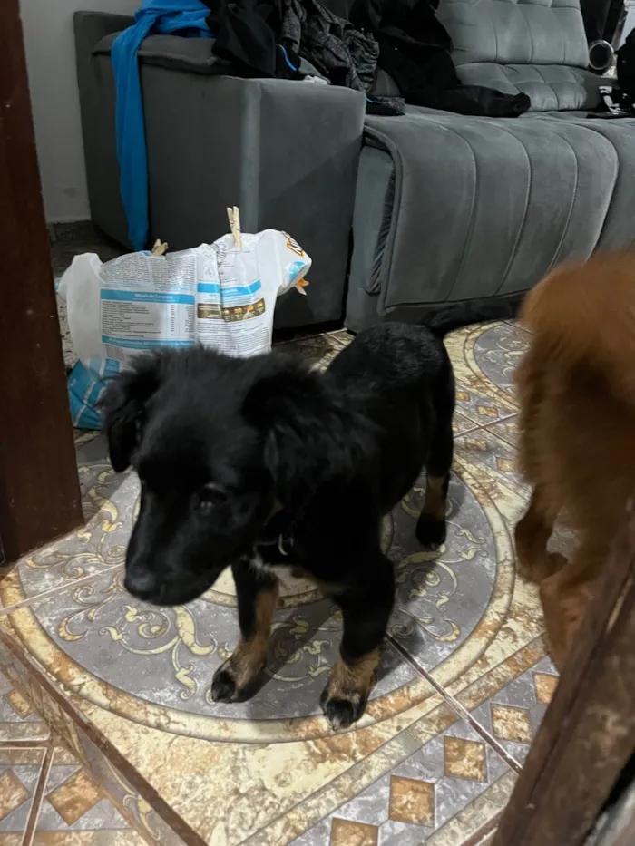 Cachorro ra a SRD-ViraLata idade 2 a 6 meses nome Aisla 