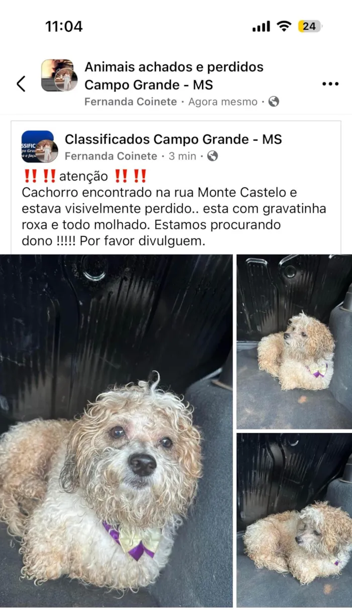 Cachorro ra a Poodle idade 2 anos nome Naosei