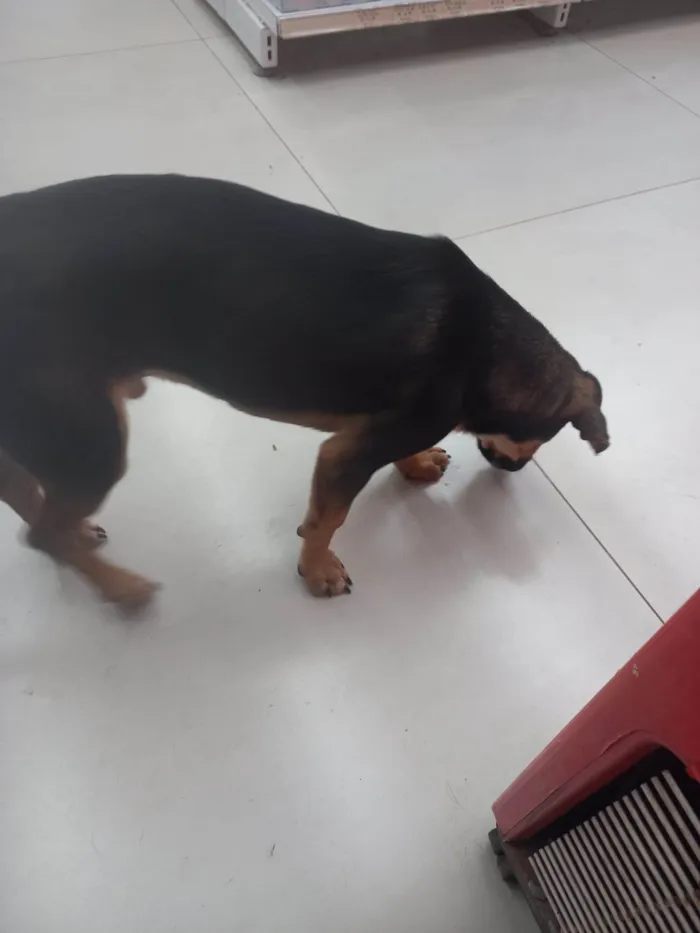 Cachorro ra a SRD-ViraLata idade 2 anos nome Não sabemos