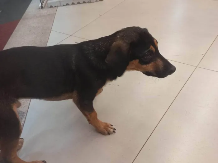 Cachorro ra a SRD-ViraLata idade 2 anos nome Não sabemos