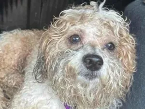 Cachorro raça Poodle idade 2 anos nome Naosei