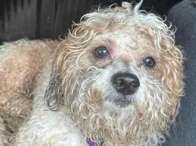 Cachorro ra a Poodle idade 2 anos nome Naosei