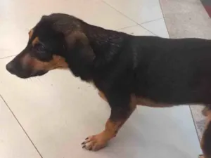 Cachorro raça SRD-ViraLata idade 2 anos nome Não sabemos