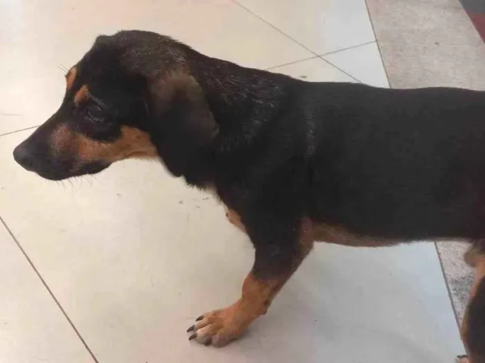 Cachorro ra a SRD-ViraLata idade 2 anos nome Não sabemos