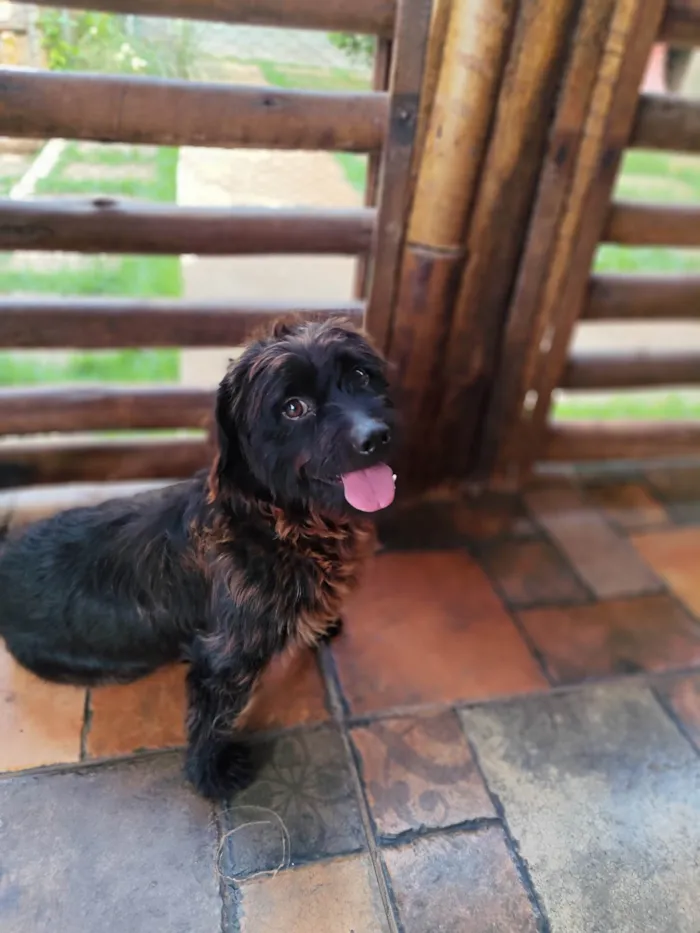 Cachorro ra a Pequinês idade 1 ano nome KOVU