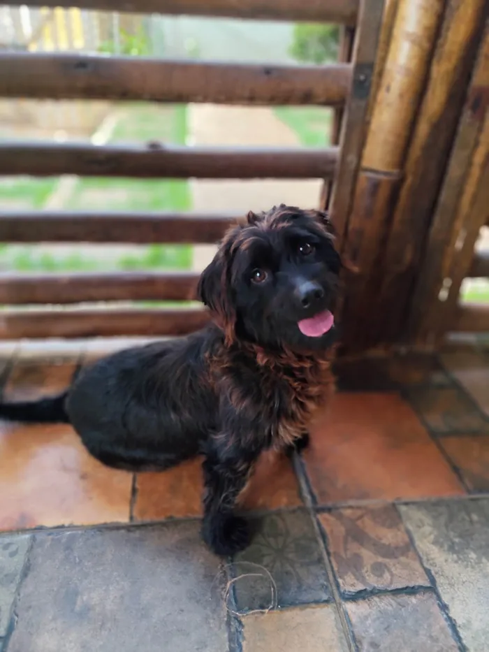 Cachorro ra a Pequinês idade 1 ano nome KOVU