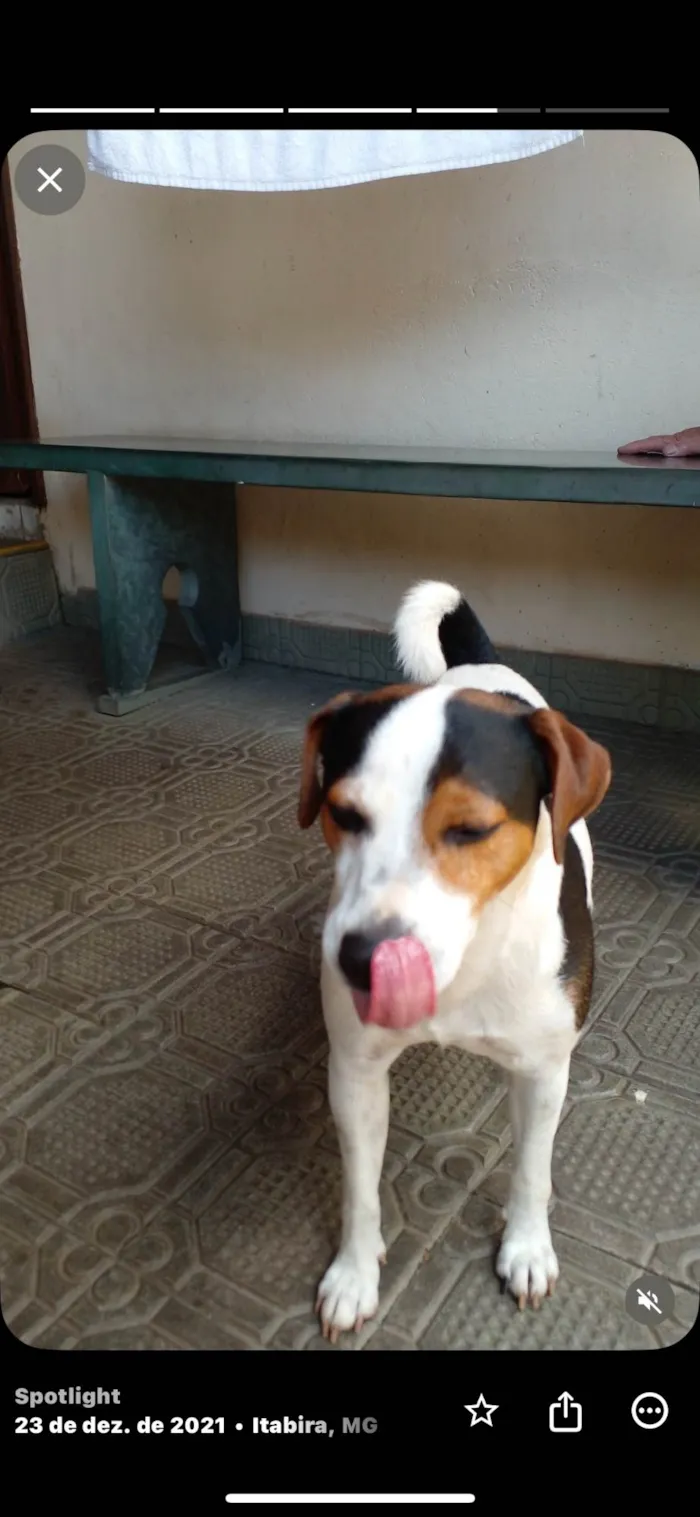 Cachorro ra a Fox Terrier idade 6 ou mais anos nome Tangui