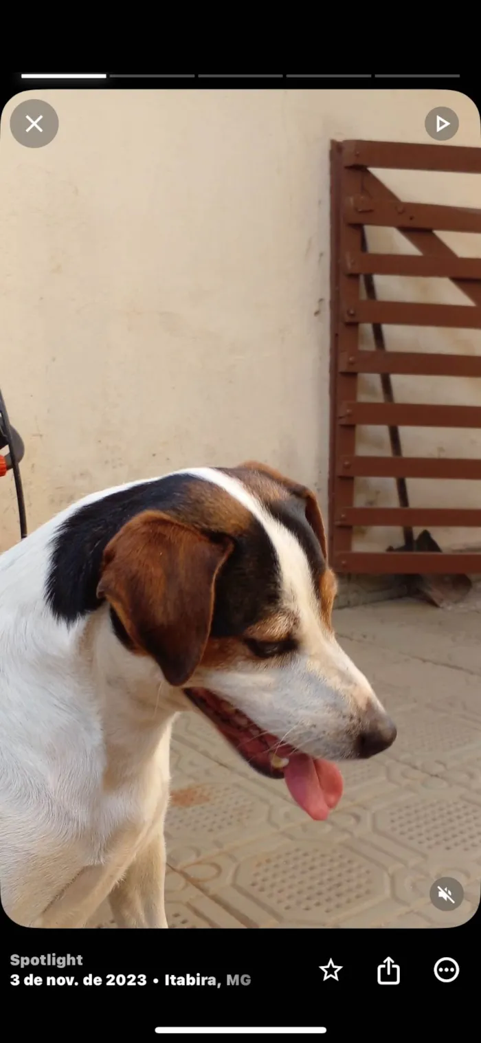 Cachorro ra a Fox Terrier idade 6 ou mais anos nome Tangui