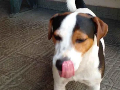 Cachorro raça Fox Terrier idade 6 ou mais anos nome Tangui