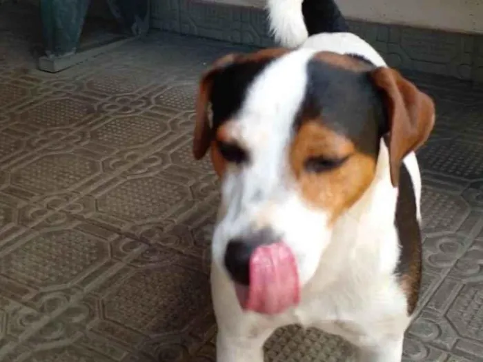 Cachorro ra a Fox Terrier idade 6 ou mais anos nome Tangui