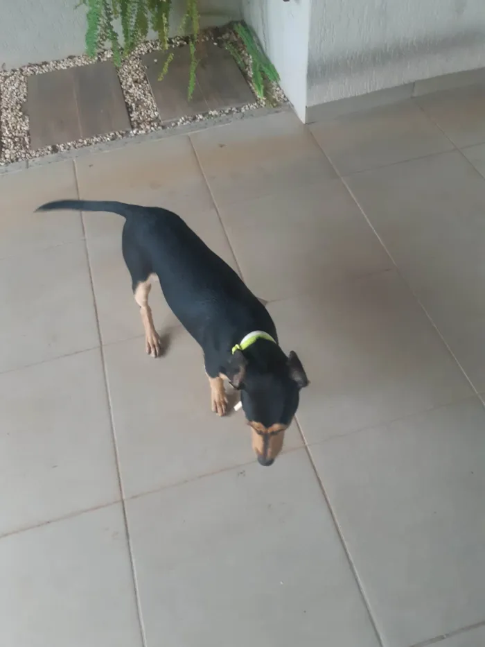 Cachorro ra a SRD-ViraLata idade 1 ano nome Desconhecido