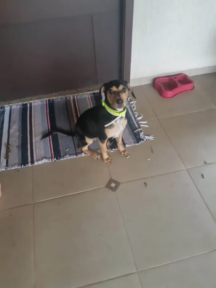 Cachorro ra a SRD-ViraLata idade 1 ano nome Desconhecido